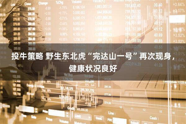 投牛策略 野生东北虎“完达山一号”再次现身，健康状况良好